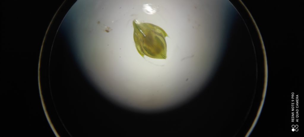 Ostracode?